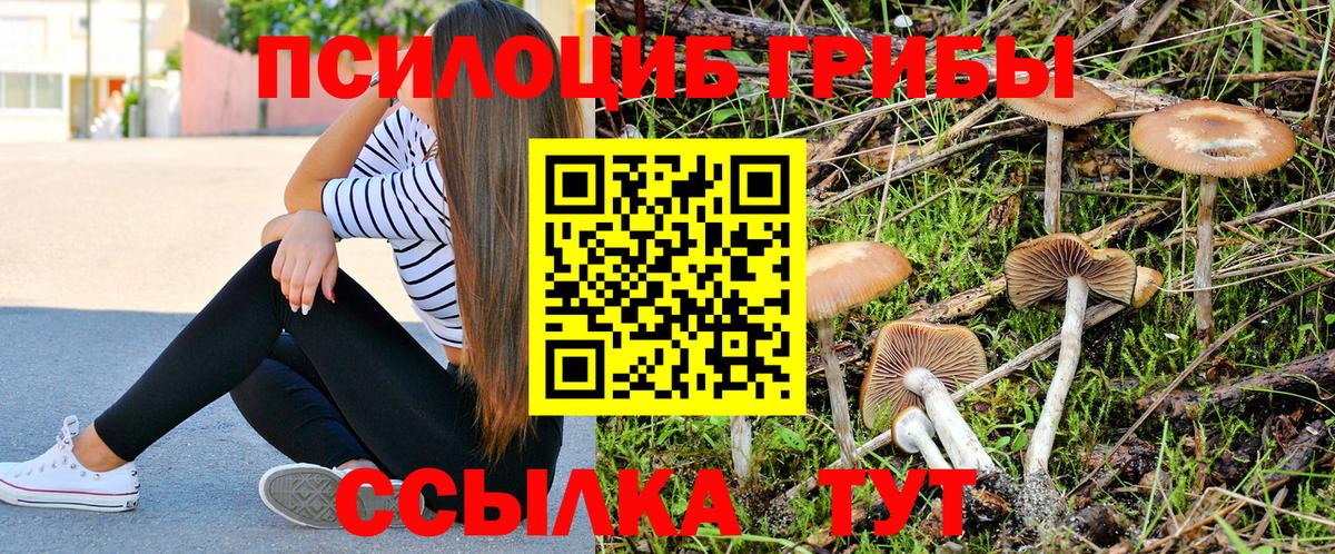 Михайловка  Псилоцибиновые грибы ЛСД  Вход с VPN  Псилоцибиновые грибы ЛСД 